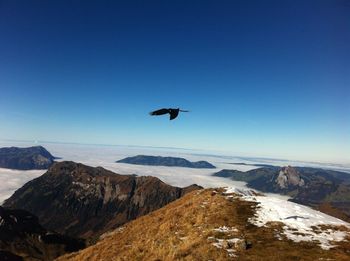 Bird flying on snowcapped mountain against clear blue sky