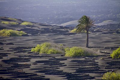 Palm tree at lanzarote. wine camp 