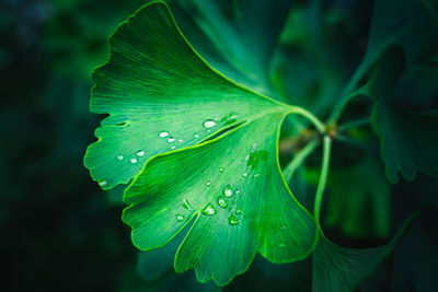 Close-up of raindrops on leaves