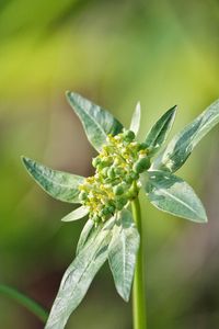 Close-up of flower on plant