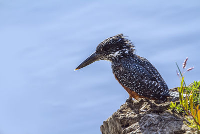 Close-up of bird perching on rock