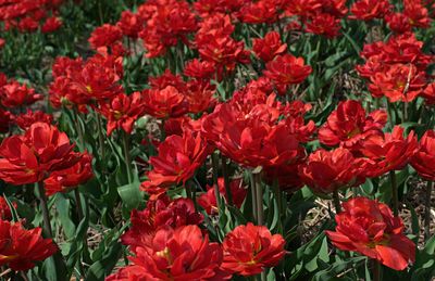 Full frame shot of red flowering plants