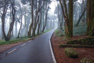 Road amidst trees in forest