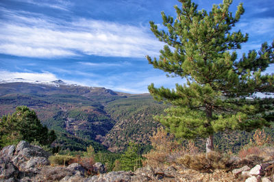 Scenic view of pine trees against sky