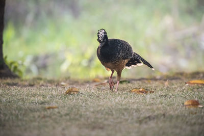 Close-up of bird