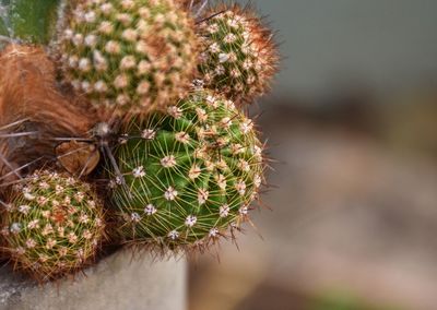 Close-up of succulent plant