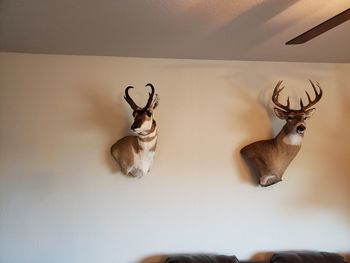 View of deer against wall