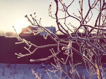 Close-up of frozen bare tree against sky