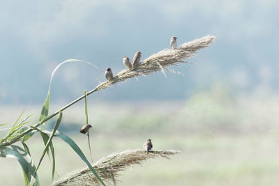 Birds perching on a plant