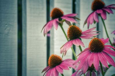 Close-up of pink flowers