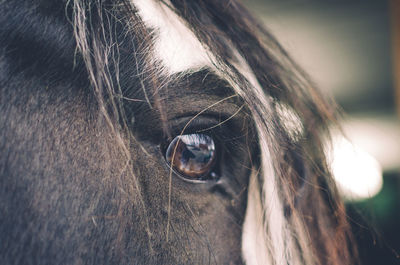 Cropped image of horse eye