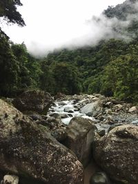 Scenic view of river in forest against sky