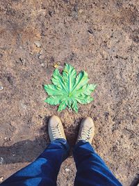 Low section of person standing by leaves on field