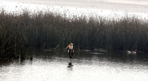 Woman standing on lake against trees