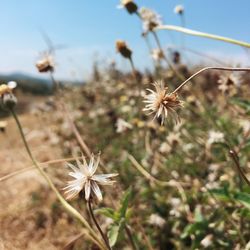 Close-up of wilted plant on field