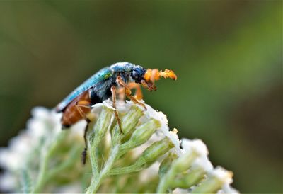 Close-up of bee pollinating on flower