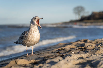 Close-up of seagull perching on beach