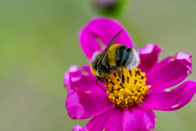 Close-up of bee pollinating on pink flower