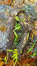 High angle view of fresh plants in water