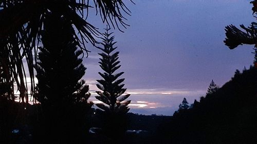 Silhouette of tree at sunset