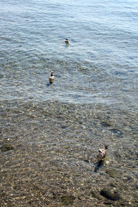 High angle view of ducks swimming in lake