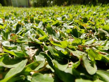 Close-up of plants growing on field