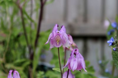 Close-up of pink flowering plant