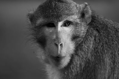 Close-up portrait of monkey