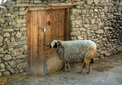 Sheep standing in front of wall