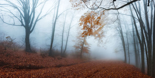 Trees in forest during foggy weather