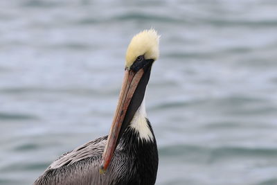 Close-up of a bird