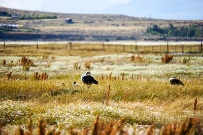 Upland geese with goslings on field