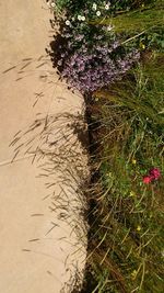 Close-up of plants