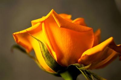 Close-up of orange rose