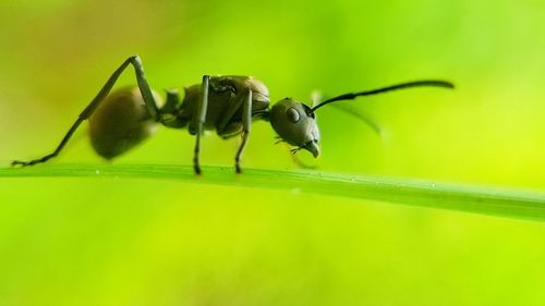 Close-up of insect on plant