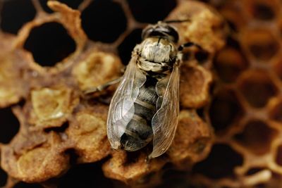 Close-up of bee on leaf