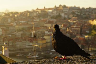 Close-up of bird perching outdoors