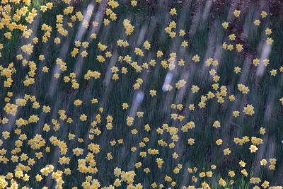 There's a stream of water passing over the daffodils, and it's like a shooting star.