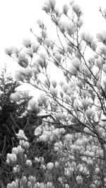 Low angle view of flowers blooming on tree