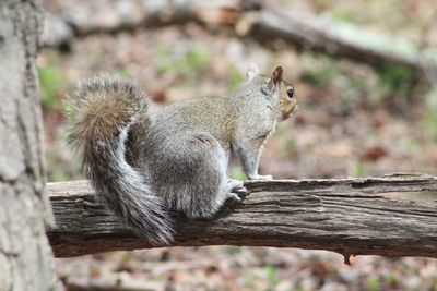 Side view of squirrel on wood