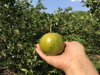 Cropped image of person holding apple on tree