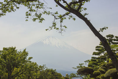 View of trees with mountain in background