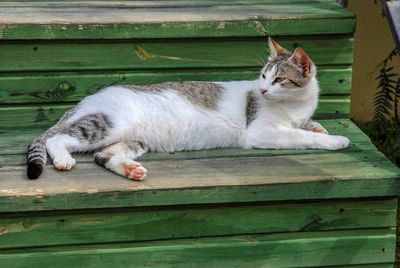 Cat sleeping on wall