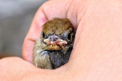 Cropped hand holding young bird