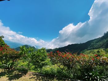 Scenic view of flowering plants and trees against sky