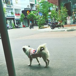 View of a dog on road in city