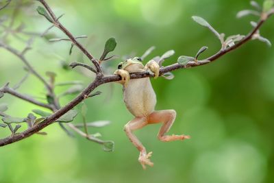 Close-up of lizard on tree branch