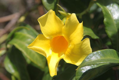 Close-up of yellow rose flower