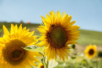 Close-up of fresh sunflower blooming on field against sky