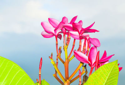 Close-up of pink lotus water lily against sky